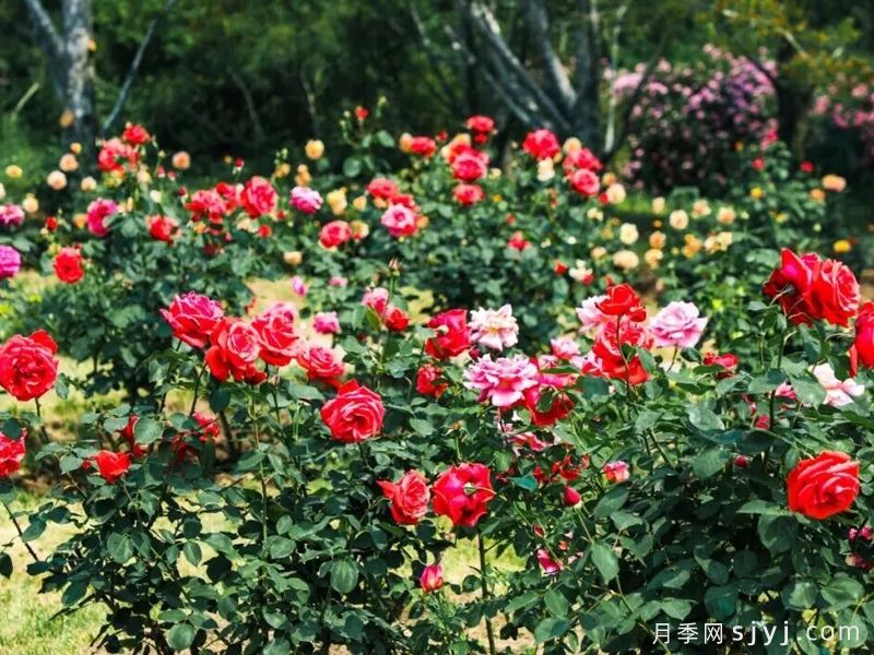 国家植物园(北园) 七公顷月季花海怒放(图2) 国家植物园(北园) 七公顷月季花海怒放(图2)