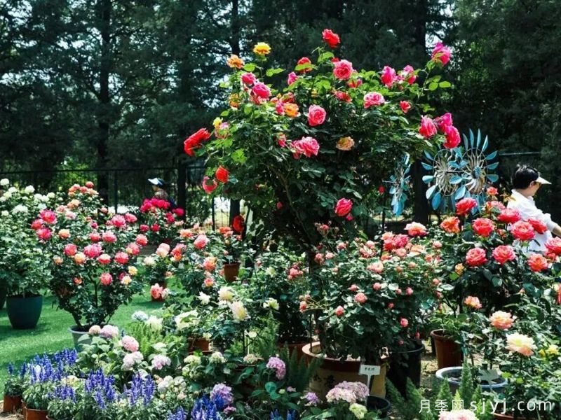 北京7公顷月季花海怒放,国家植物园北园今夏顶流(图2) 北京7公顷月季花海怒放,国家植物园北园今夏顶流(图2)