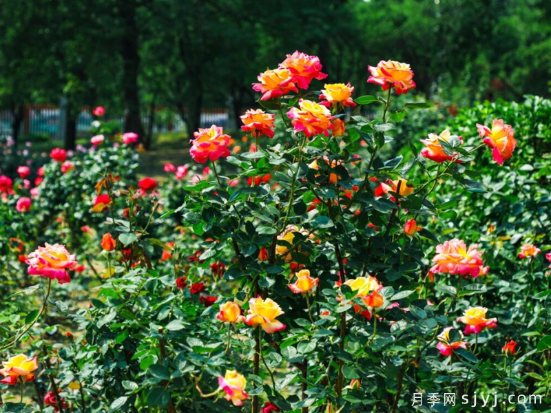 北京7公顷月季花海怒放,国家植物园北园今夏顶流(图3) 北京7公顷月季花海怒放,国家植物园北园今夏顶流(图3)