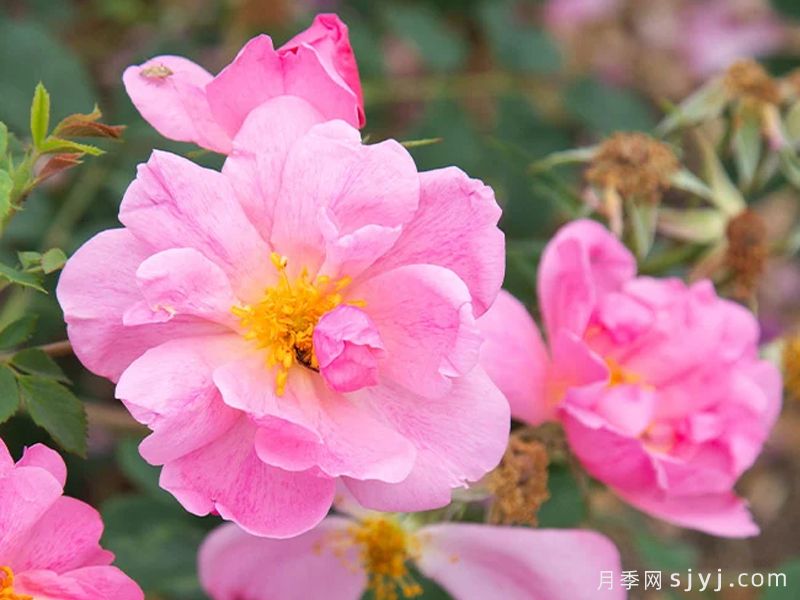 苹果杰月季/苹果杰克Applejake(图3)