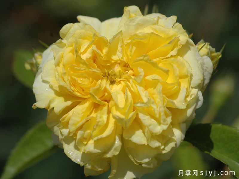 黄色纽扣月季Yellow Button(图2) 黄色纽扣月季Yellow Button(图2)