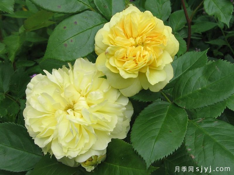 黄色纽扣月季Yellow Button(图1) 黄色纽扣月季Yellow Button(图1)