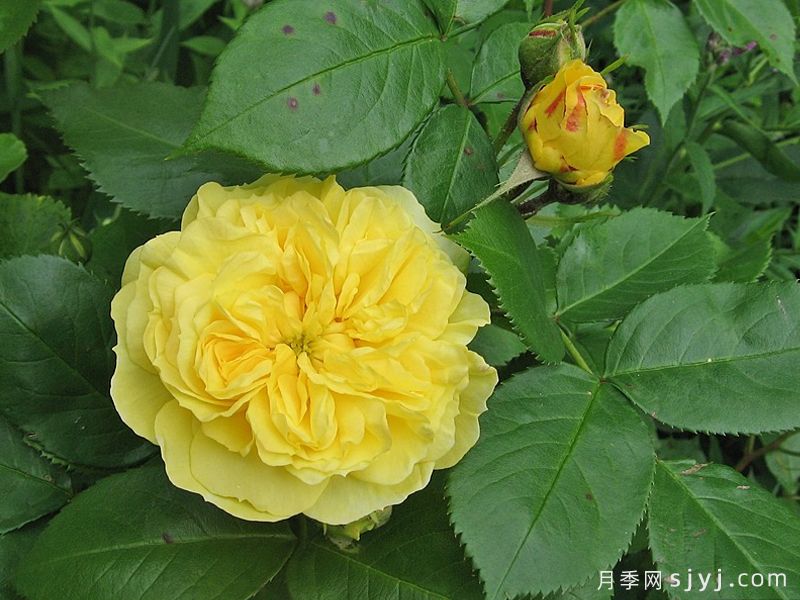 黄色纽扣月季Yellow Button(图3) 黄色纽扣月季Yellow Button(图3)