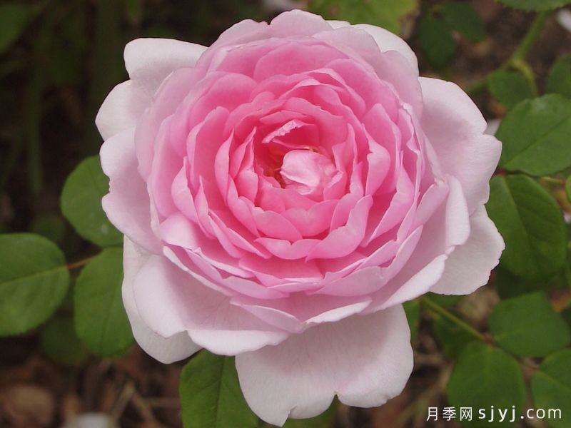 巴斯的妻子月季/巴斯之妻Wife of Bath(图2)