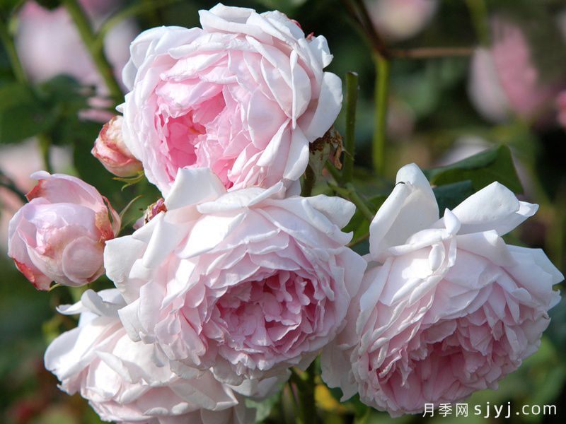 巴斯的妻子月季/巴斯之妻Wife of Bath(图3)