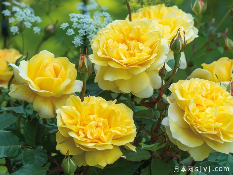 诗人的妻子月季The Poets Wife(图3)