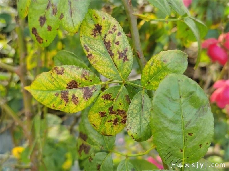 月季盛花迎国庆，8月管理很关键(图3)