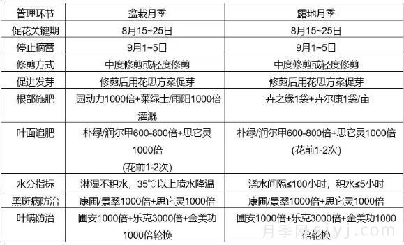 月季盛花迎国庆，8月管理很关键(图4)