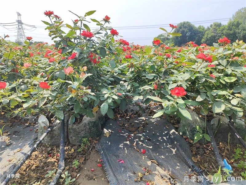 月季盛花迎国庆，8月管理很关键(图2)