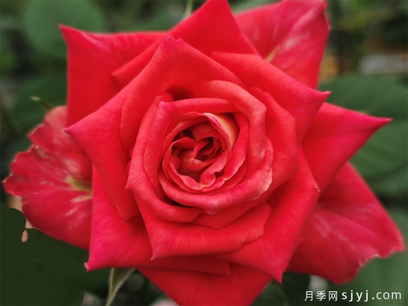 中国农业大学抗衰老耐低温切花月季红、粉系列新品种(图3)