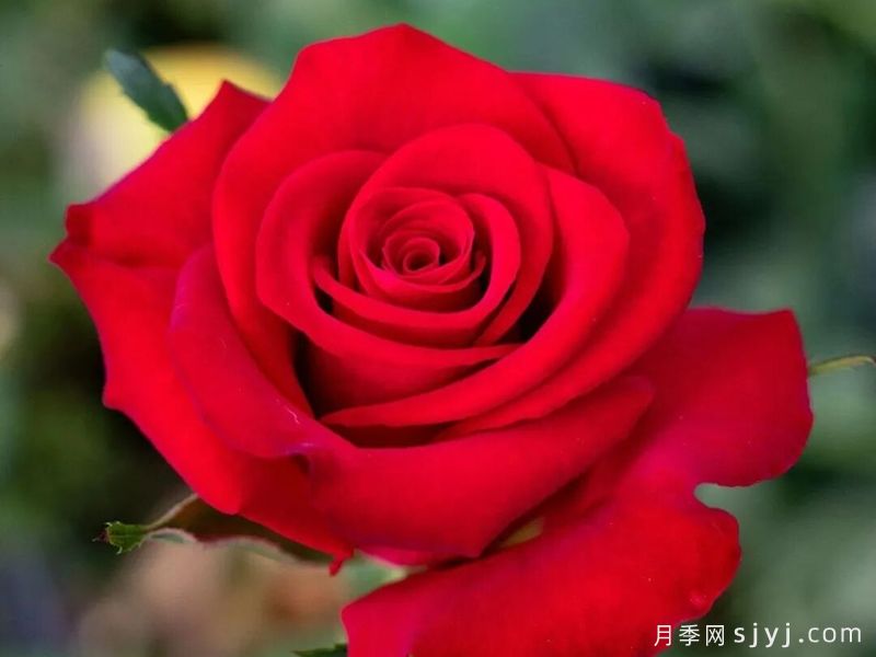 中国农业大学抗衰老耐低温切花月季红、粉系列新品种(图5)