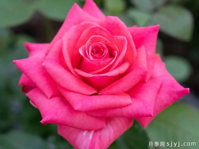中国农业大学抗衰老耐低温切花月季红、粉系列新品种(图9)