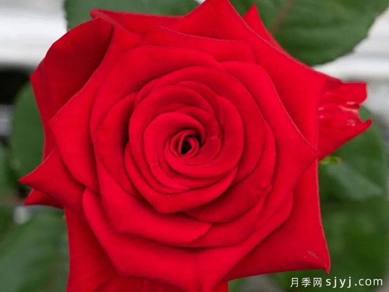 中农红花笺月季(图1) 中农红花笺月季(图1)