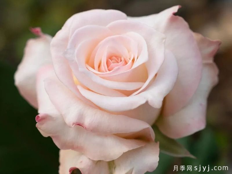 粉妆颜月季(图1)