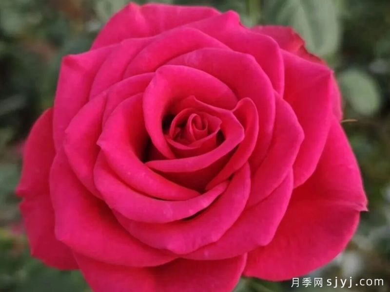 粉蝶舞月季(图1)