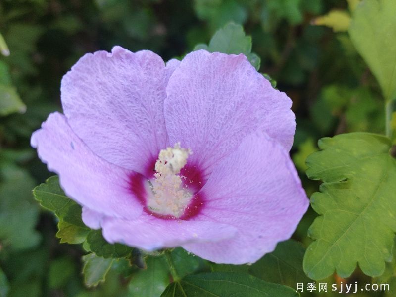 八月优选观赏花卉大全(图1)