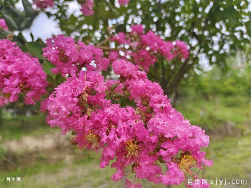 八月优选观赏花卉大全(图2)