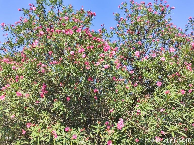 八月优选观赏花卉大全(图4)