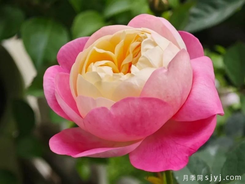 和室月季Japanesque Mon Amour(图3)