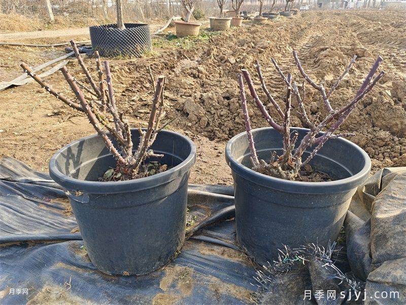 北方室内和室外月季越冬办法(图2)