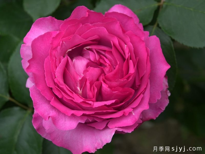 分享12款耐热月季，夏季高温持续爆花(图4)