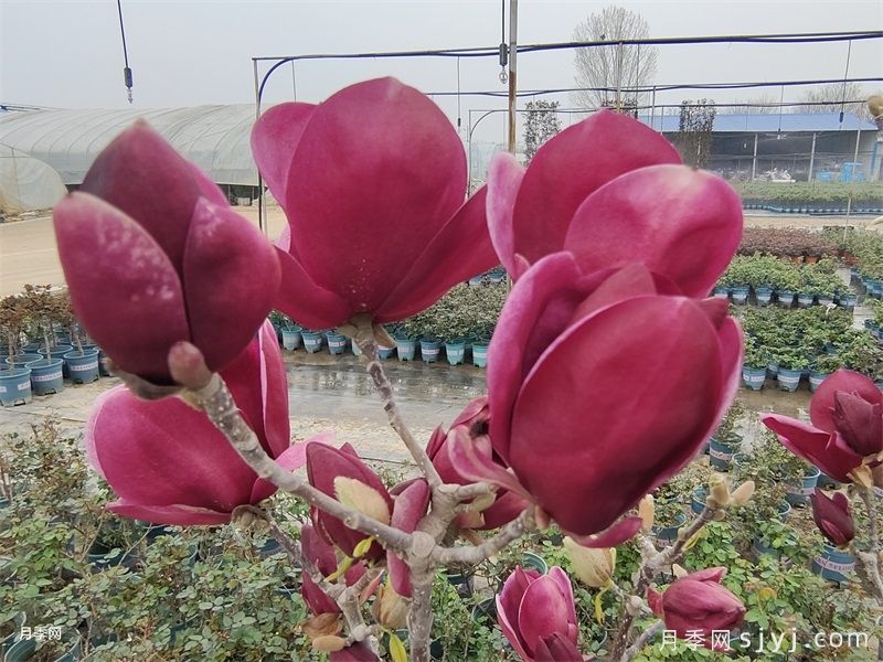 玉兰花如何种植才能开出鲜艳的花？(图1)