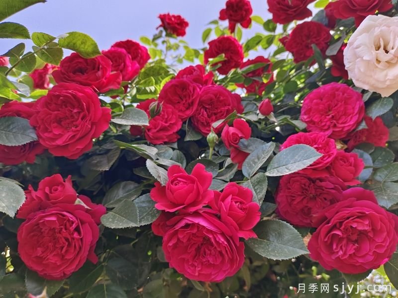推荐好养的藤本月季品种，对新手花友友好(图1)
