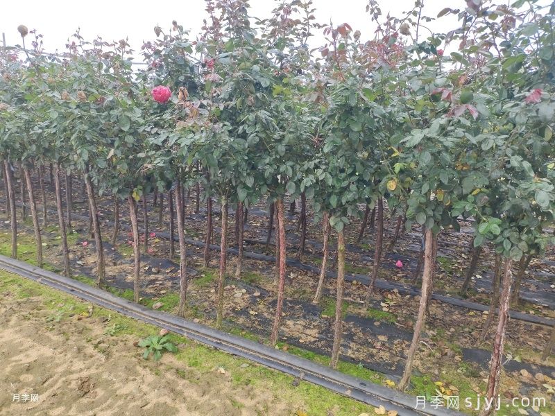 选对栽树时间，秋冬成活率高一半(图1)