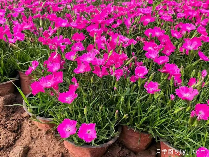 院子里不想铺草坪？这几种替代植物更有看头(图1)