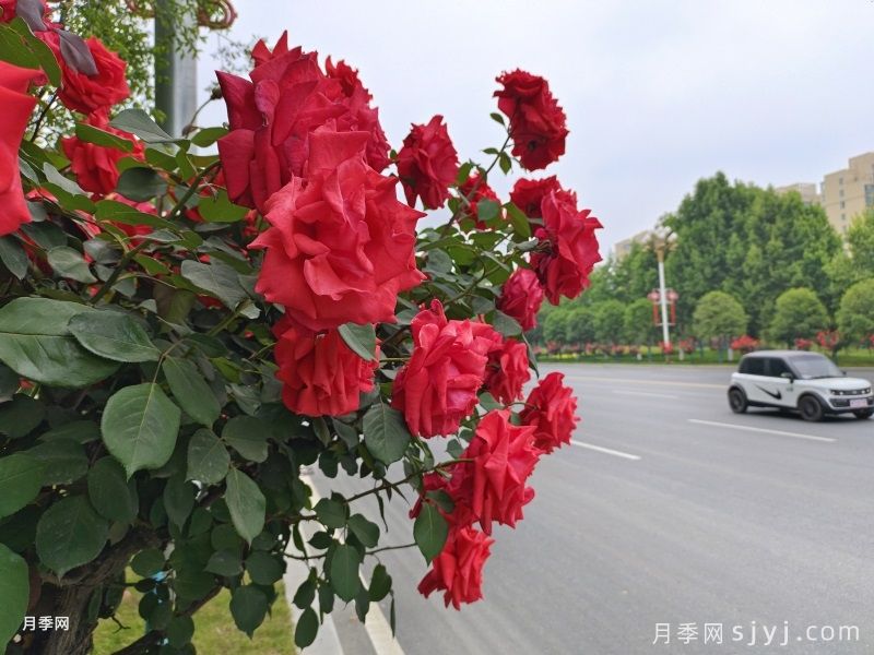 夏季树木为何要修剪？夏季树木修剪的目的(图1)