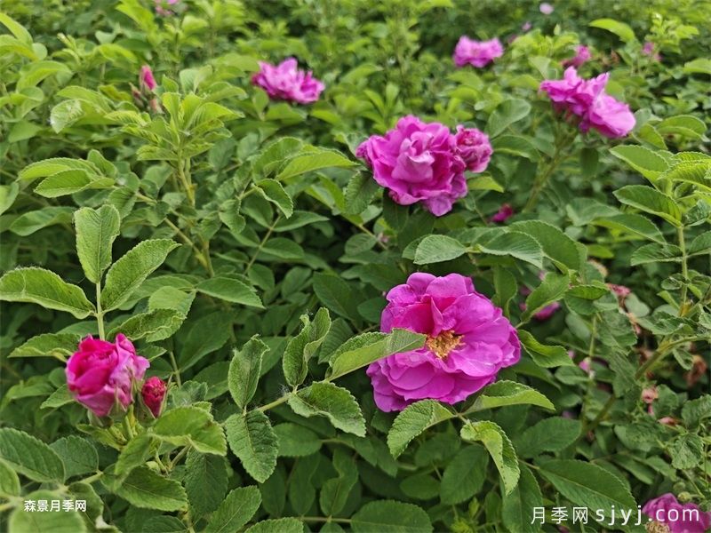 六大主流可食用玫瑰的信息大全(图1)
