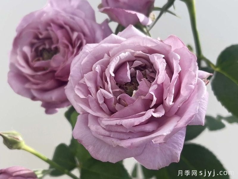 霍利月季ホーリー(图1)
