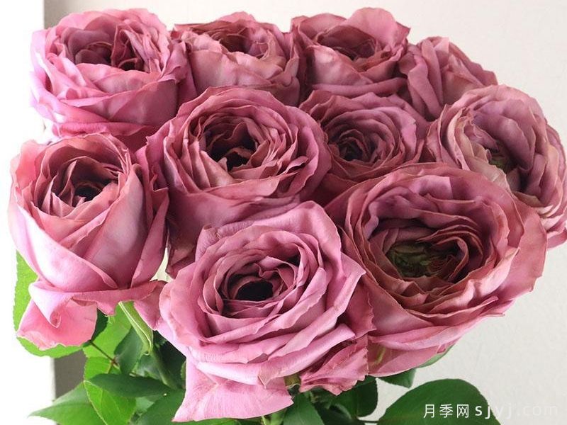 蓝瓷花瓶月季介绍和优缺点(图1)