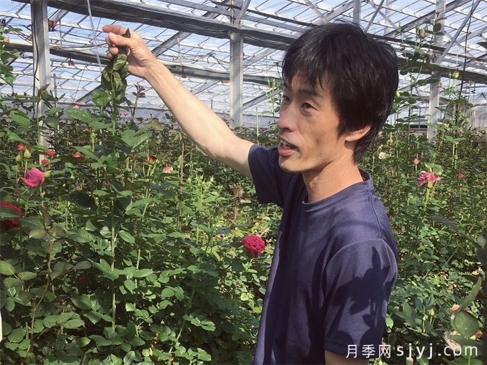 育种家:日本静冈县八木玫瑰园(山羊玫瑰园Yagi Rose)(图1) 月季育种家:日本静冈县八木玫瑰园(山羊玫瑰园Yagi Rose)(图1)