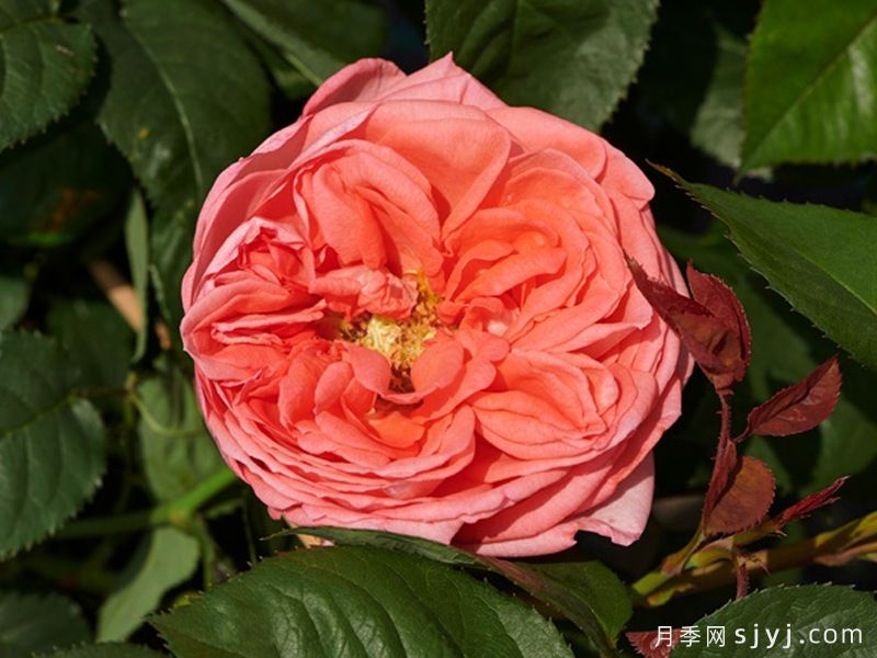 洛琳月季Loraine(图1) 洛琳月季Loraine(图1)