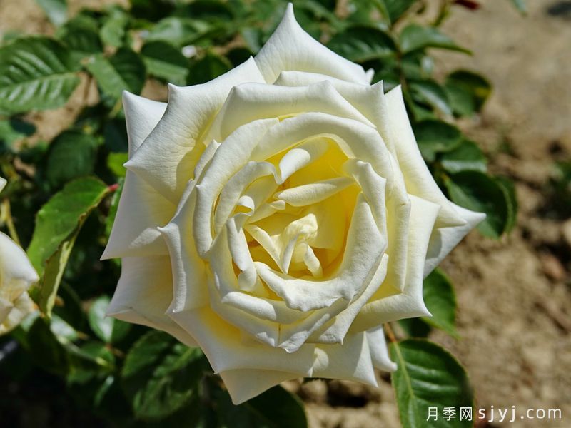 摩纳哥卡洛琳月季/圣心Caroline de Monaco(图1) 摩纳哥卡洛琳月季/圣心Caroline de Monaco(图1)