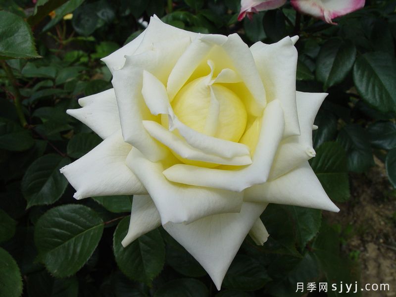 摩纳哥卡洛琳月季/圣心Caroline de Monaco(图2) 摩纳哥卡洛琳月季/圣心Caroline de Monaco(图2)