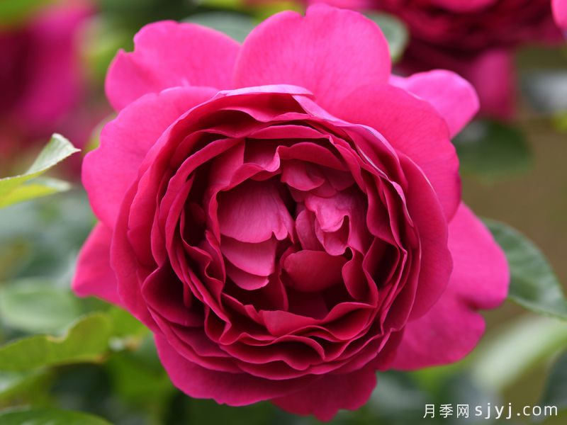 胭脂口红月季/红色果仁糖月季Praline Rouge(图2)