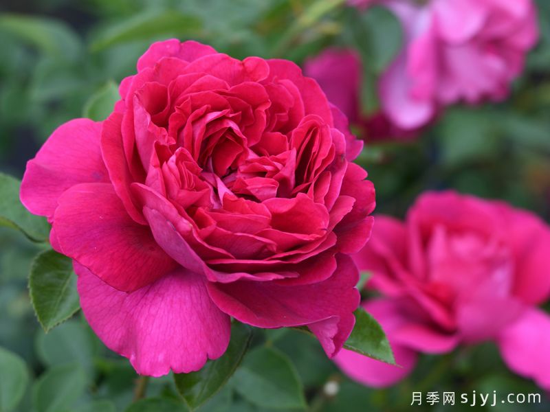 胭脂口红月季/红色果仁糖月季Praline Rouge(图1)