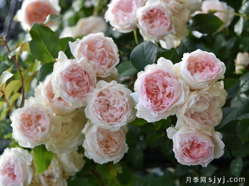 弗朗西丝伯内特月季/法兰西丝柏纳特月季Frances Burnett(图2)