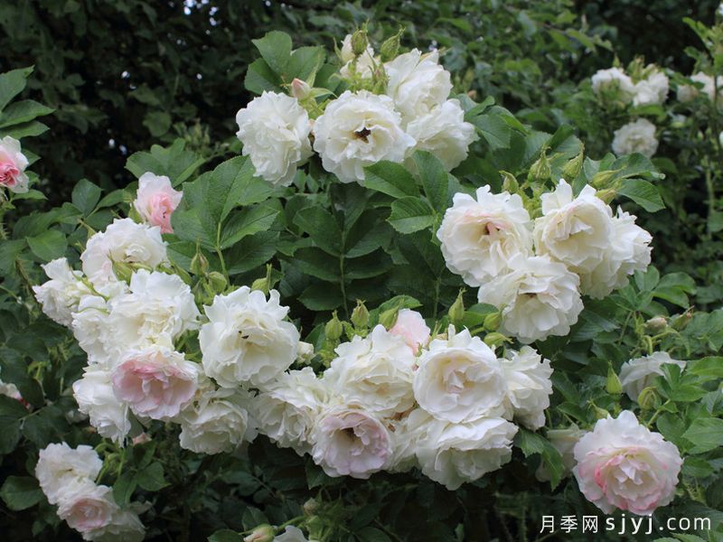 极地冰月季Polar Ice(图2)