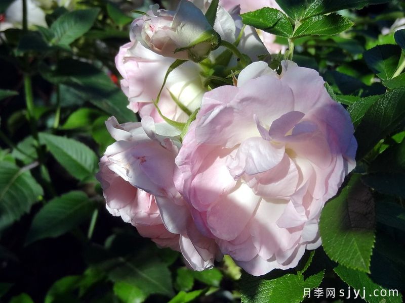 极地冰月季Polar Ice(图1)