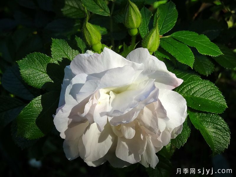 极地冰月季Polar Ice(图3)
