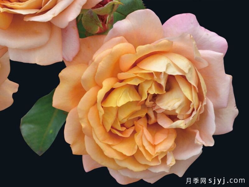栗子月季Marron(图1)