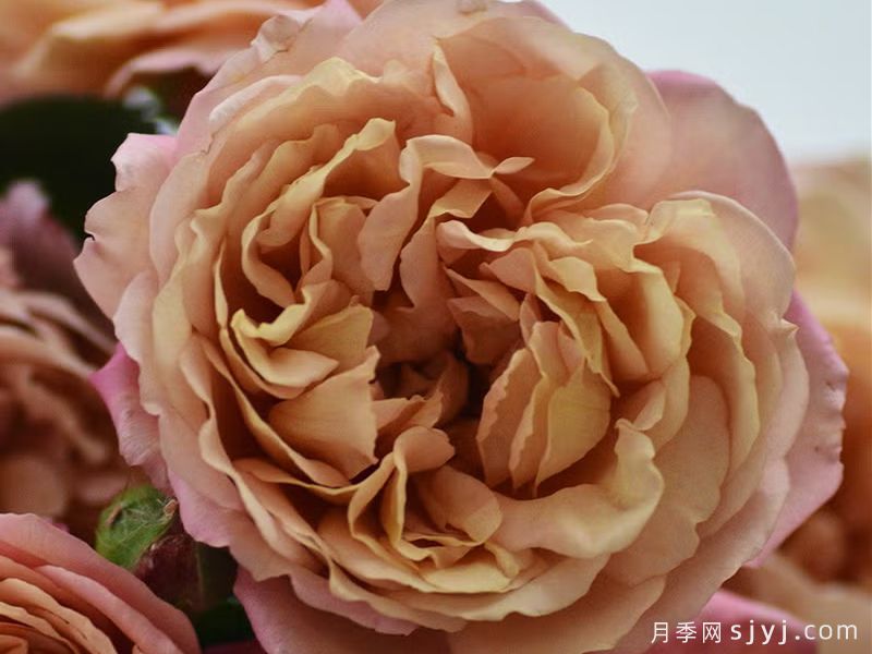 栗子月季Marron(图3)