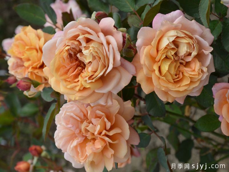 栗子月季Marron(图2)