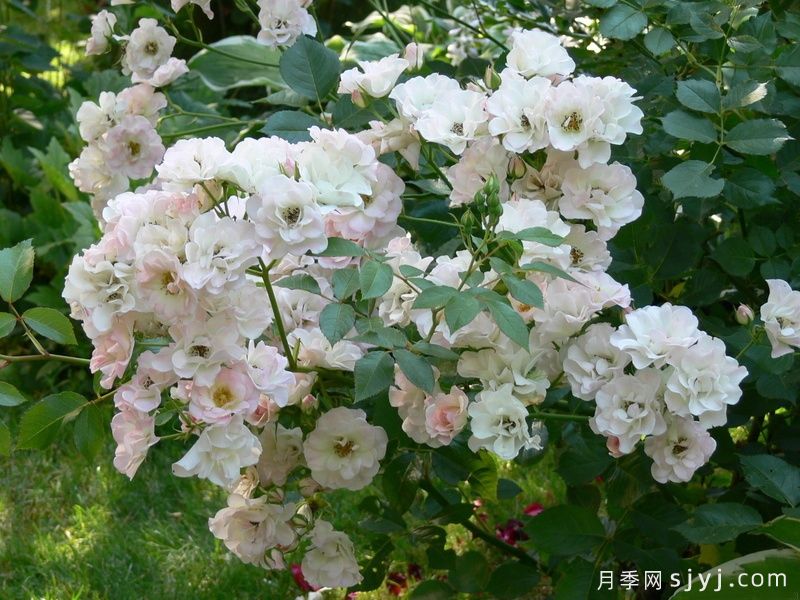 珍珠塞维利亚那月季Pearl La Sevillana(图1)