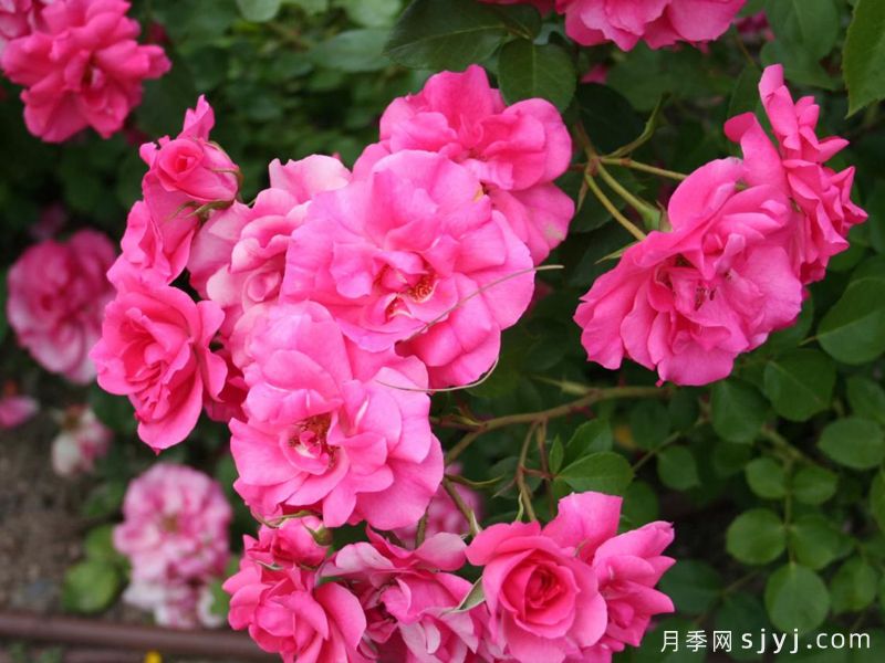 粉色塞维利亚那月季/粉色塞维亚娜Pink La Sevillana(图2)