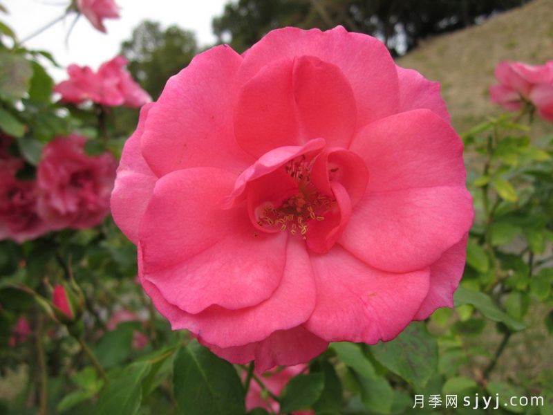 粉色塞维利亚那月季/粉色塞维亚娜Pink La Sevillana(图1)