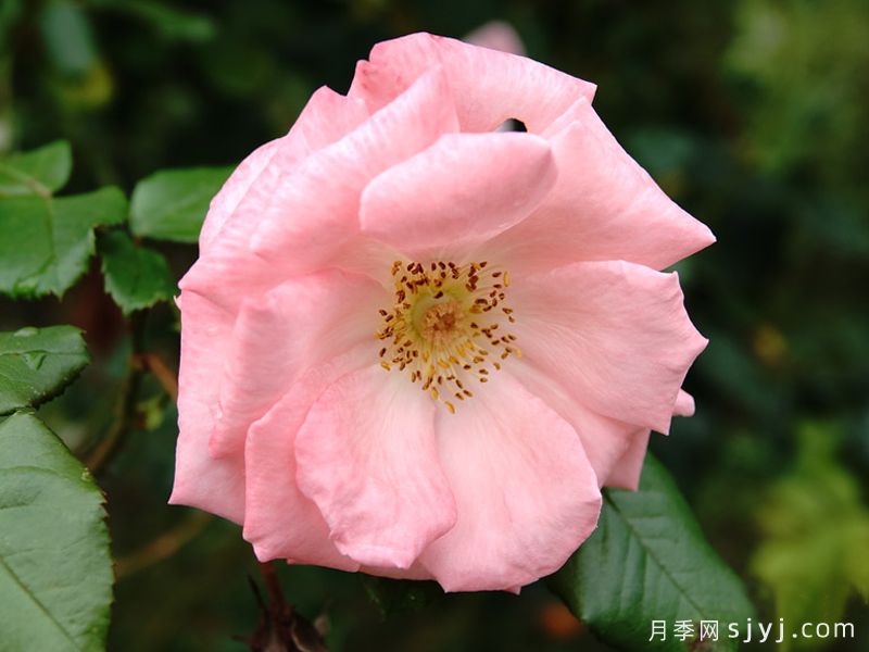 粉色塞维利亚那月季/粉色塞维亚娜Pink La Sevillana(图3)